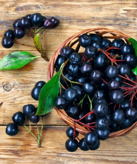 Features of Aronia Berry Powder