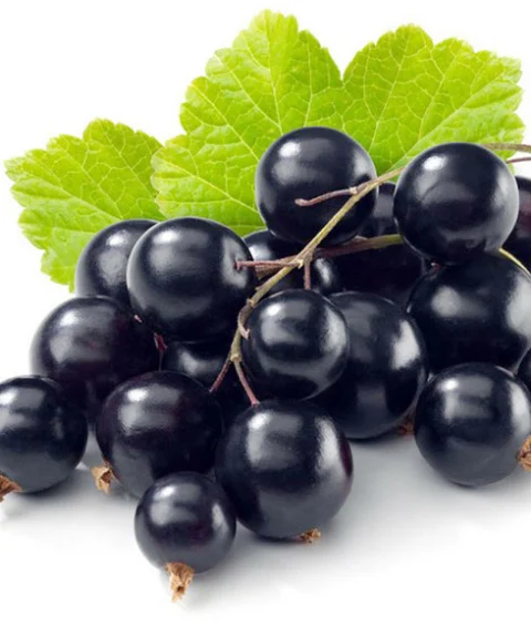 Features of Blackcurrant Powder
