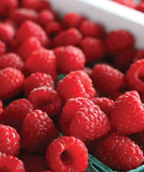 Features of Raspberry Powder